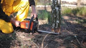 How Our Tree Care Process Works  in  Apple Valley, MN